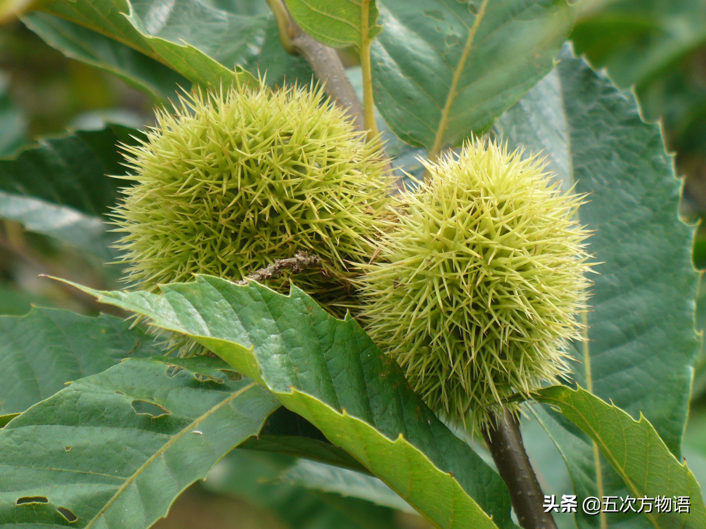 这么多零食你喜欢吃哪个,松鼠最爱的坚果