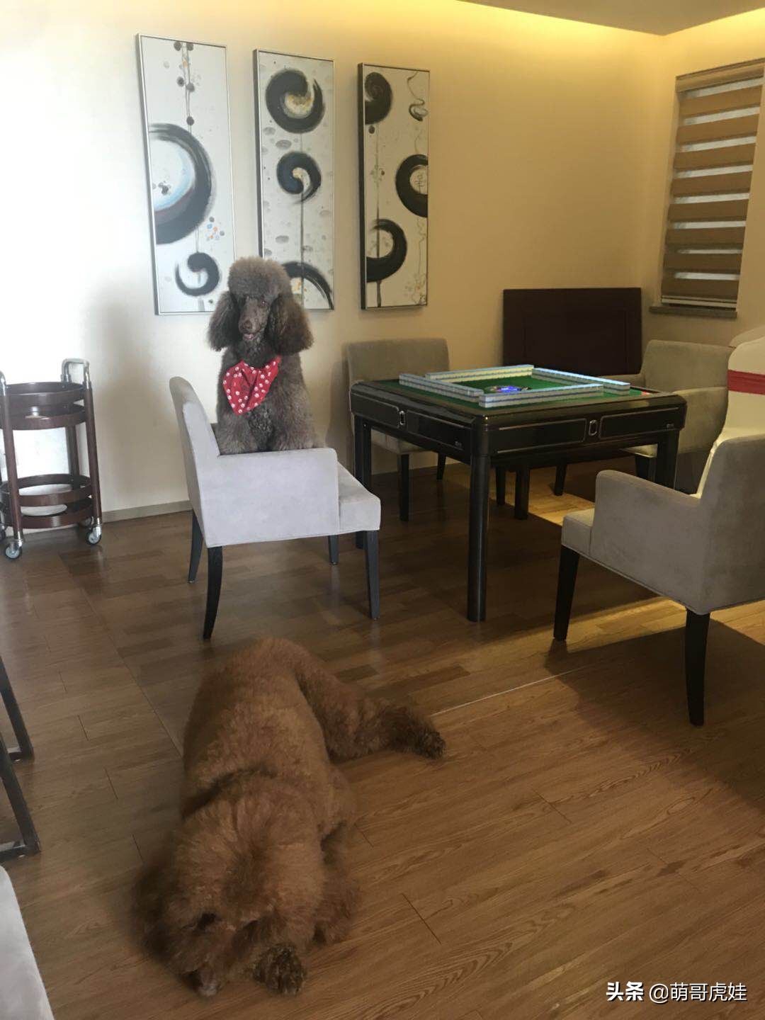 过年不忍心把宠物丢在家，霸气主人带着4只猫狗龟一起出门住酒店