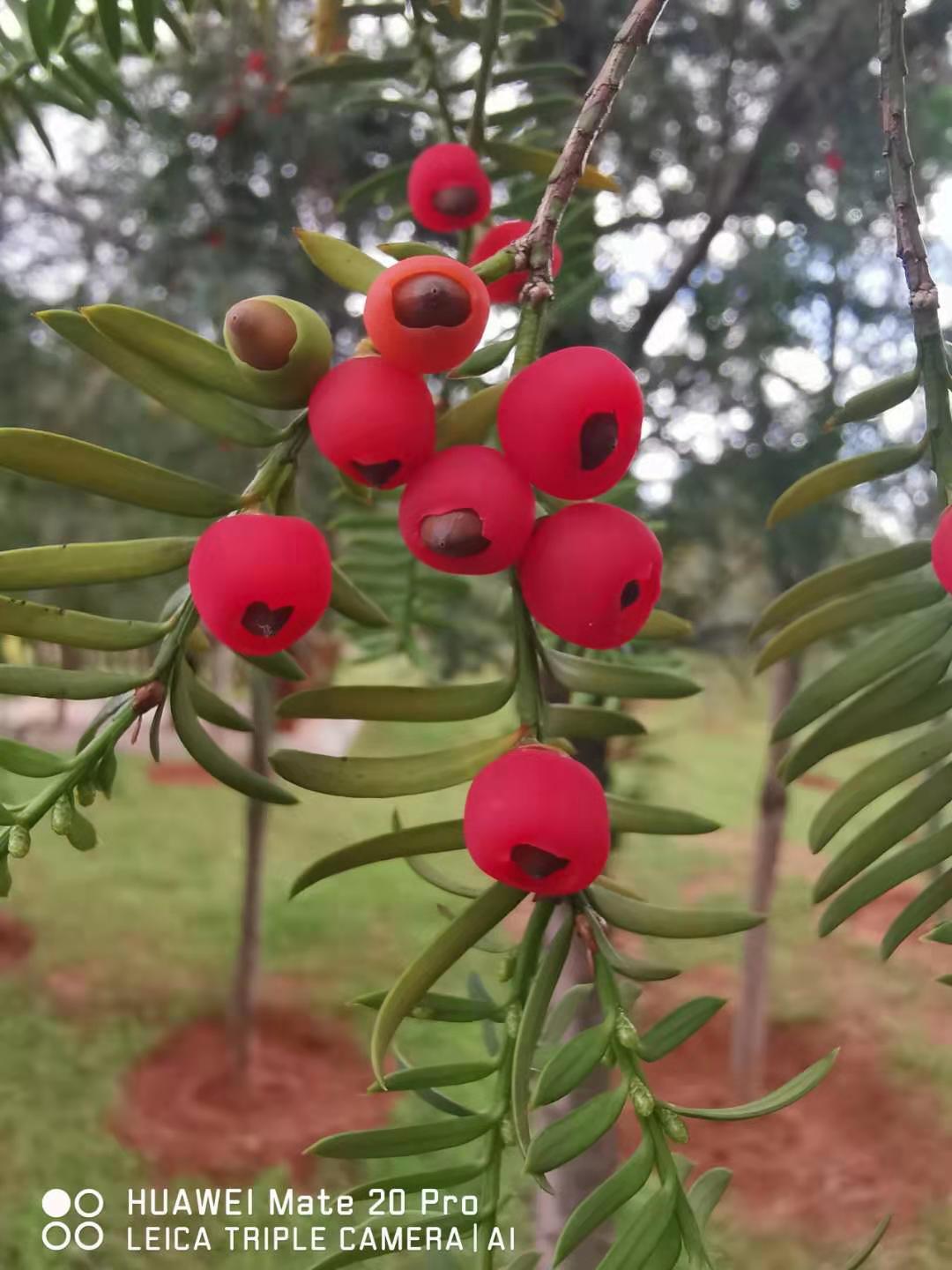 手机使用半年测评,手机使用心得体验