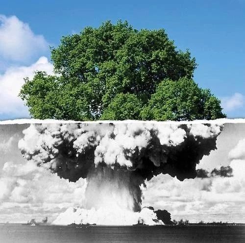 被剧毒毁了名声的宝藏工具树，除了毒你真的找不到它别的黑点