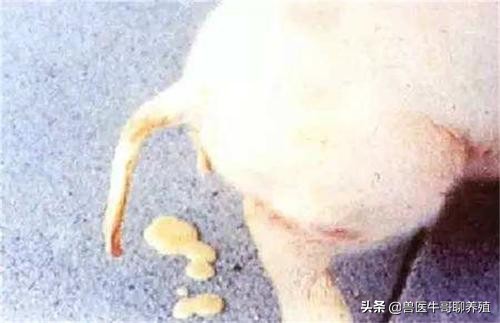 庆大霉素治疗仔猪拉稀用量是多少,断奶仔猪拉稀呕吐怎么治疗