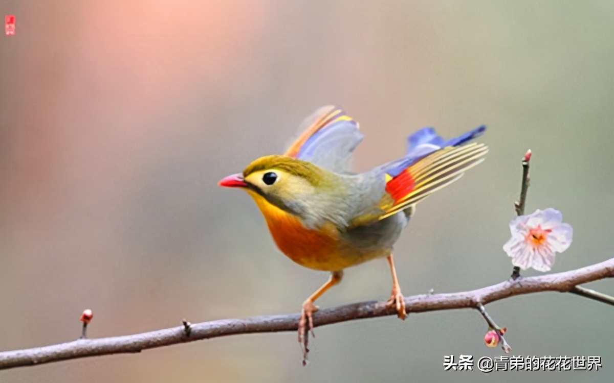 笼养蛋鸡疾病防治,鸟肠胃炎怎么治疗好得快