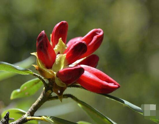 杜鹃花十大品种排名及图片欣赏,杜鹃花的品种有哪些图片