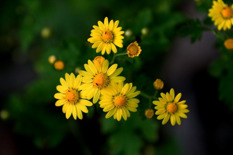 中药野菊花功用,每日中药