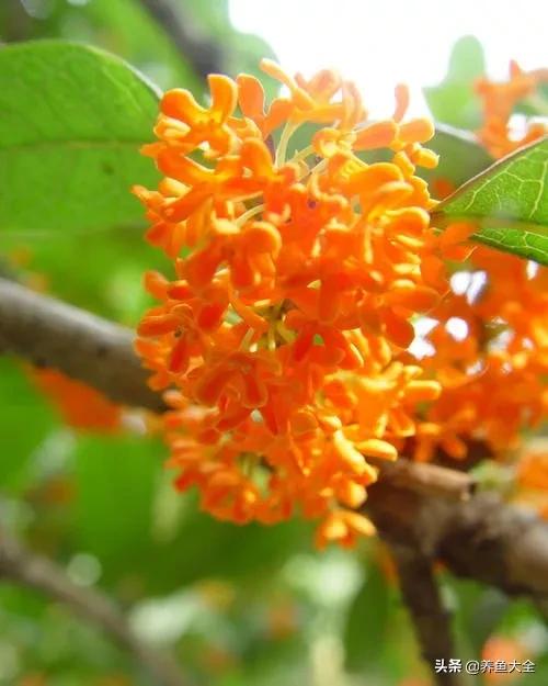 一至十二月的花期,12月到2月份的花期