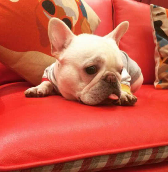 王思聪的狗可可最近怎样了,王思聪养宠物