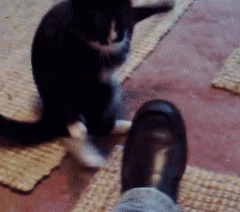 猫咪费洛蒙弊端,费洛蒙猫咪舒缓