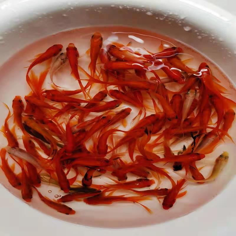 龙鱼下盐期间可以喂食吗,龙鱼喂食禁忌