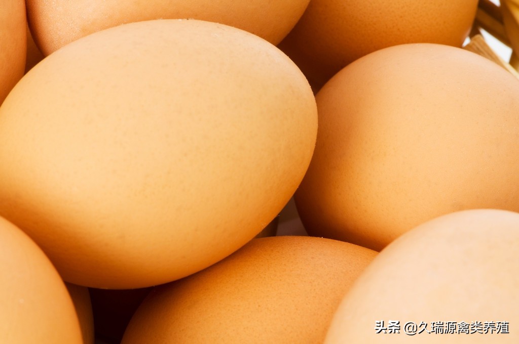 蛋鸡脱肛产生的原因