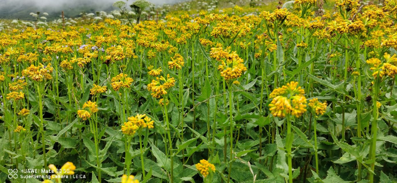 金阳之《天地精华》