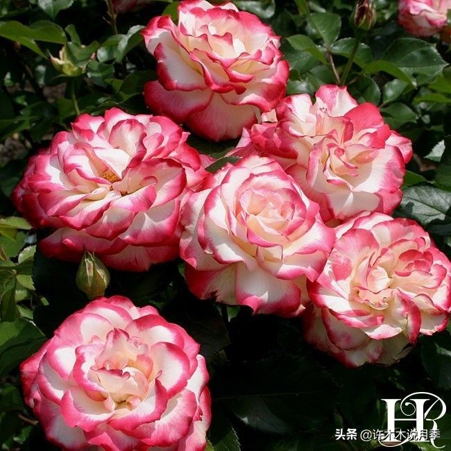 抗性强无刺月季蔷薇品种有哪些,抗性好的切花月季推荐