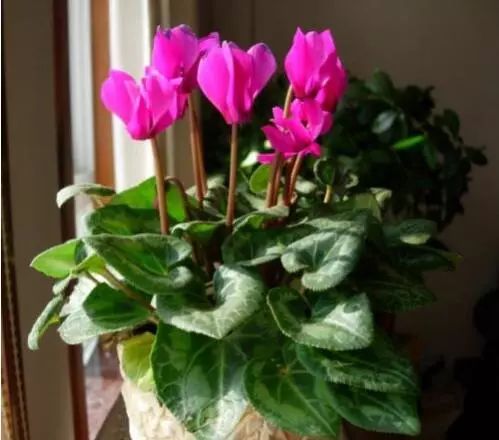 如何改善浇花水的软硬,浇花的水质比较碱性怎么改善