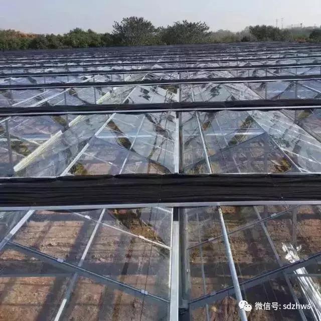 夏天为什么你的温室大棚不能用，而别人家的温室大棚里凉爽宜人