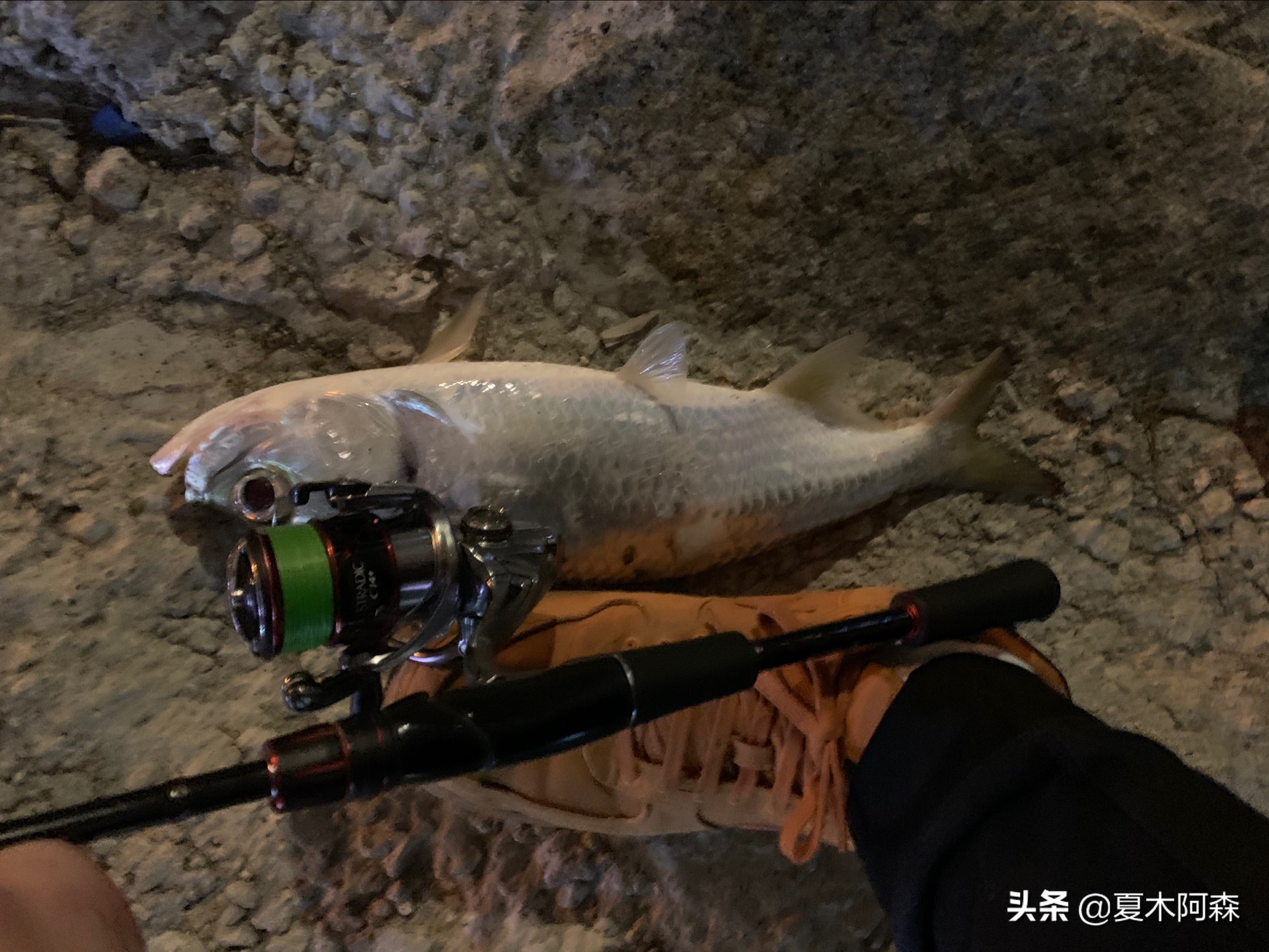 适合在水里生活的鱼,淡水可以滩涂呼吸的鱼