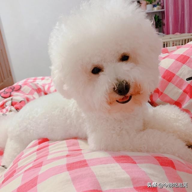 狗狗疫苗怎么打四联,狗狗疫苗怎么打多少钱一针