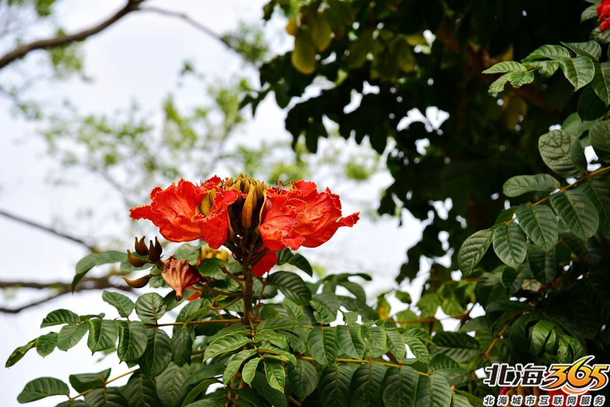 「多图」春天来了!北海街头的三角梅、黄花风铃开得好艳