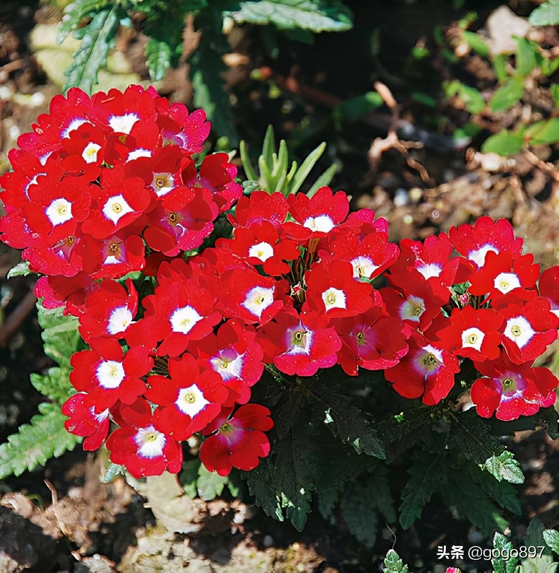 美女图片,美女小姐姐