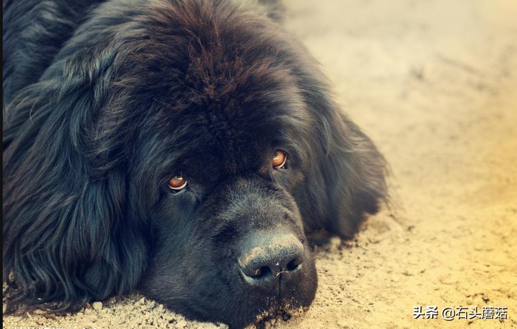 早上狗像狼嚎有什么预兆,狗突然嚎叫预示什么