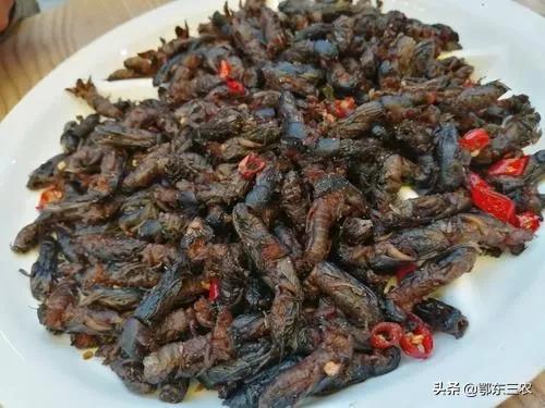 蝼蛄一斤卖几块,蝼蛄多少钱一斤和用处