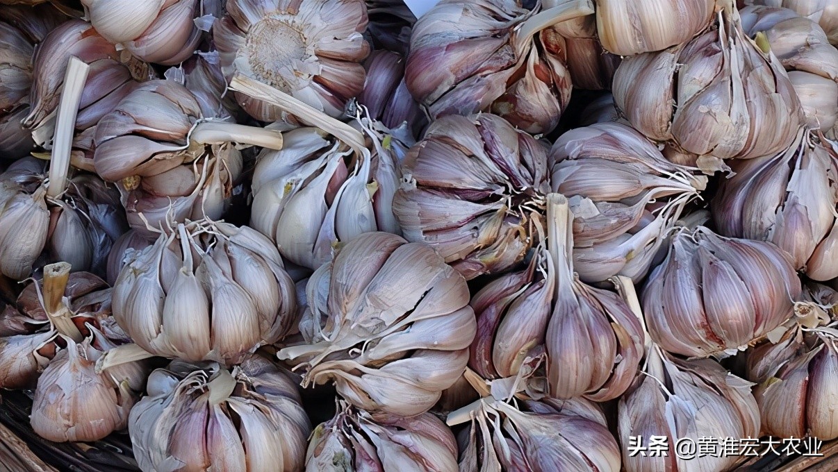 炒作大蒜是不是风险很大,炒作大蒜被判刑