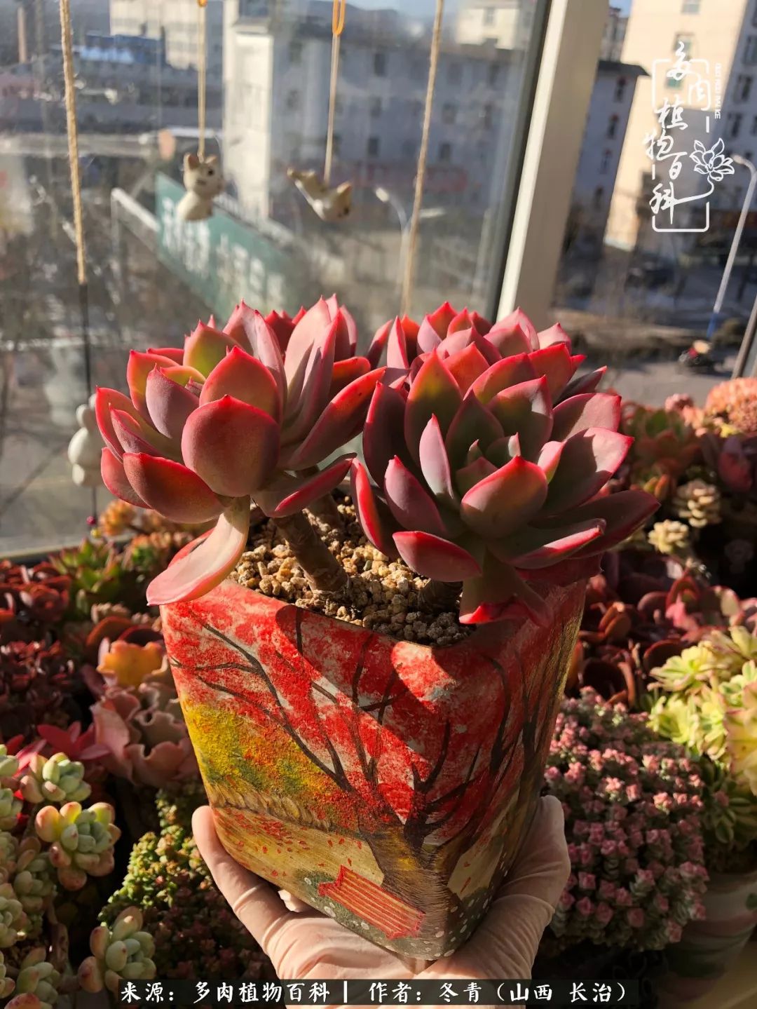 阳台养多肉徒长怎么办,阳台养多肉养殖方法和注意事项