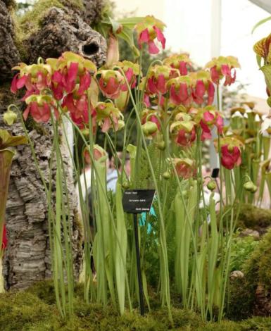 关于食虫植物的冷知识,哪种食虫植物效果好