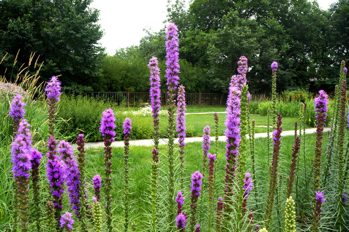 园林人需要知道的85个花卉知识,园林花卉的种类及图片