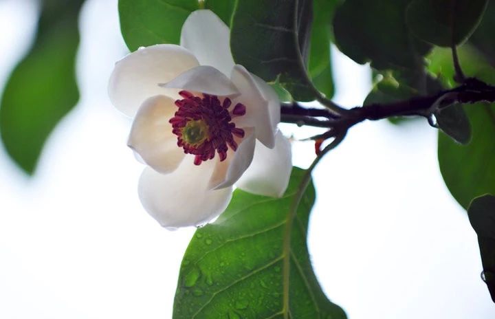 解决黑头的2种药,解决黑头的最好方法