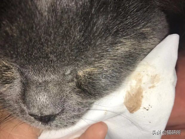 猫咪全项检查都有什么,猫咪的17项基础检查