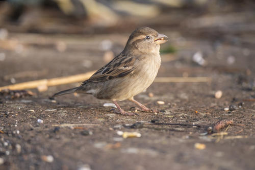 高空捉虫，水下捕鱼，还能看到紫外线，鸟类的眼睛里藏着什么秘密