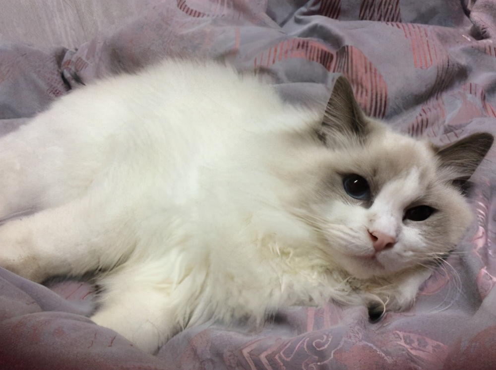 猫不吃东西拉肚子,猫怀孕后拉肚子怎么回事