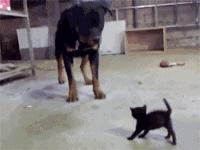 搞怪可爱猪图,搞笑猪脸图片