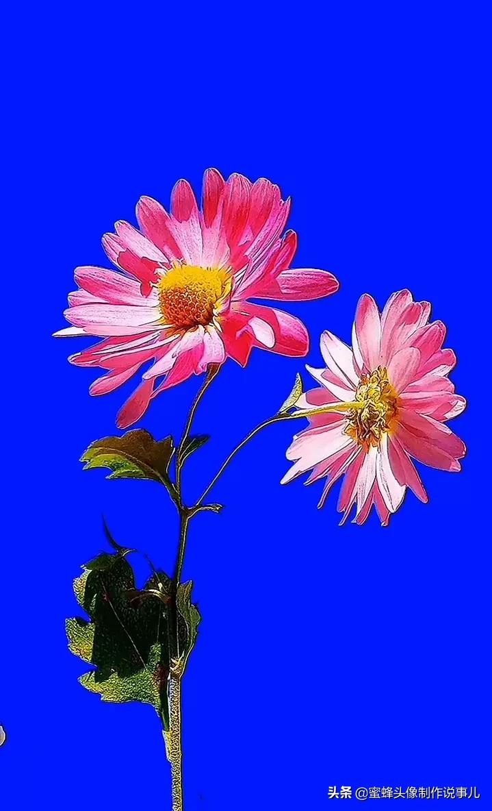 一花一世界唯美壁纸,独一无二的好看壁纸