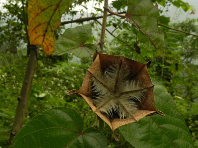 中药材墨旱莲,昂天莲可以治风湿吗