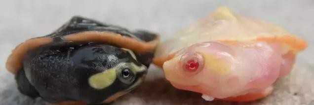 圆澳龟如何才能养好,圆澳龟为什么不建议新手养