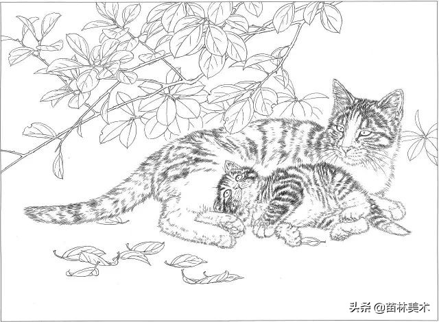 国画工笔猫白描,邢诚爱工笔画猫白描底稿