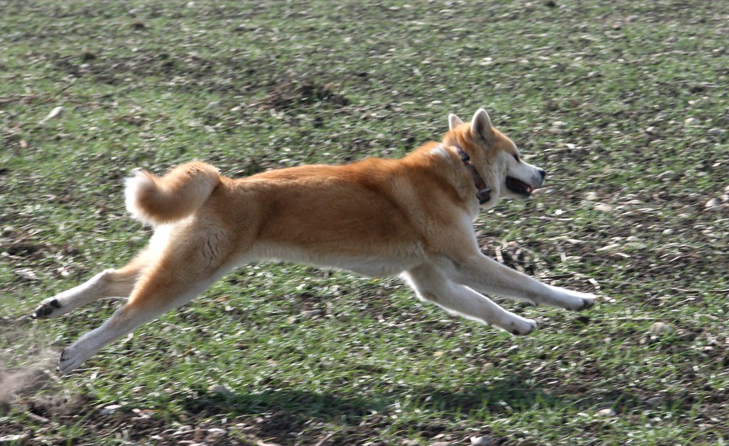 秋田犬的优点和缺点,秋田犬的优点和特点