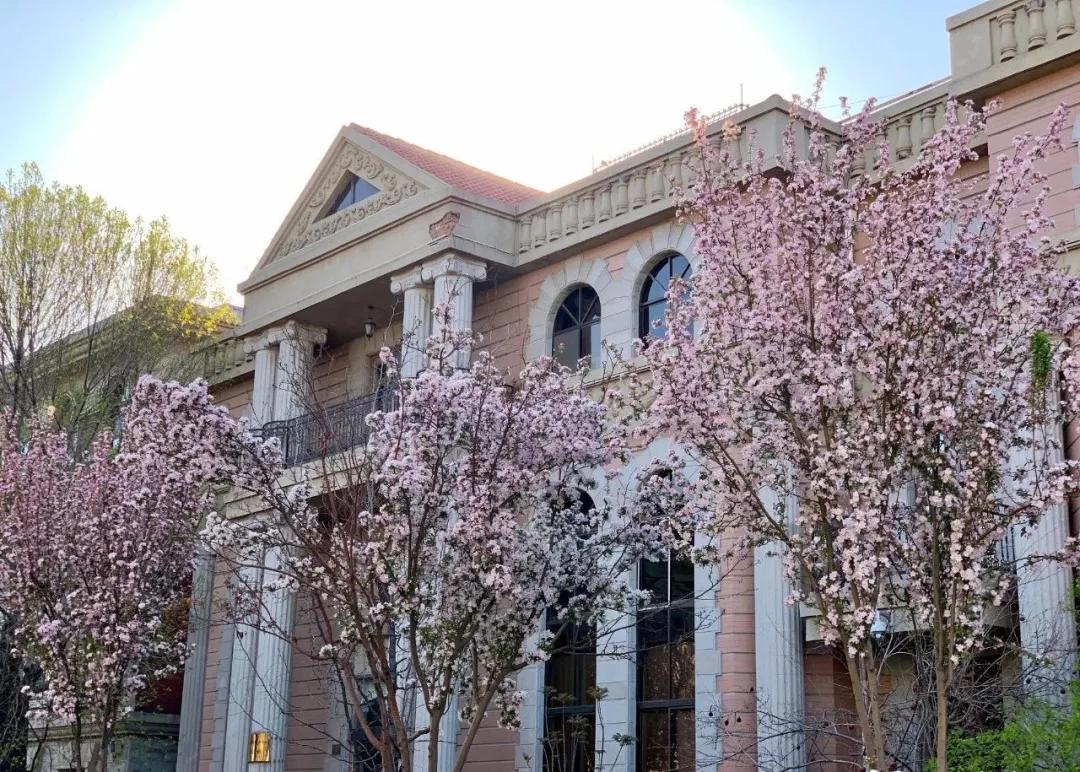 一个不出郑州的踏青好去处,天津春游公园推荐