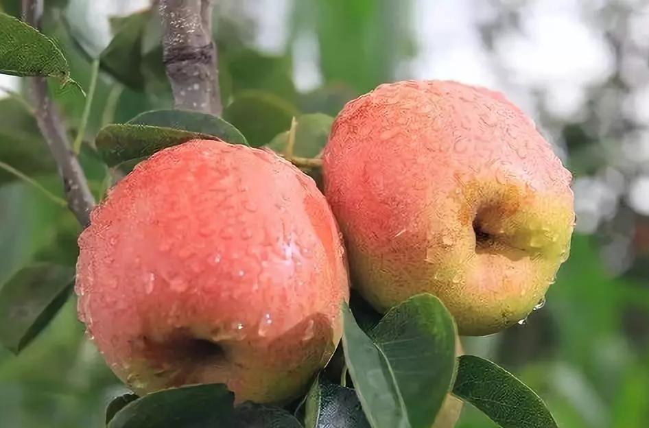 红梨是怎么培育的,红梨树的栽培技术