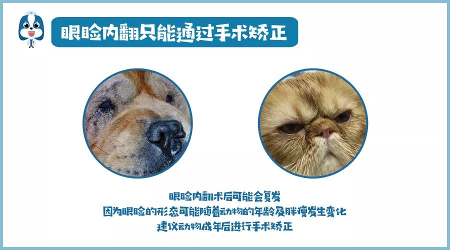 铲屎官请注意什么,铲屎官睫毛