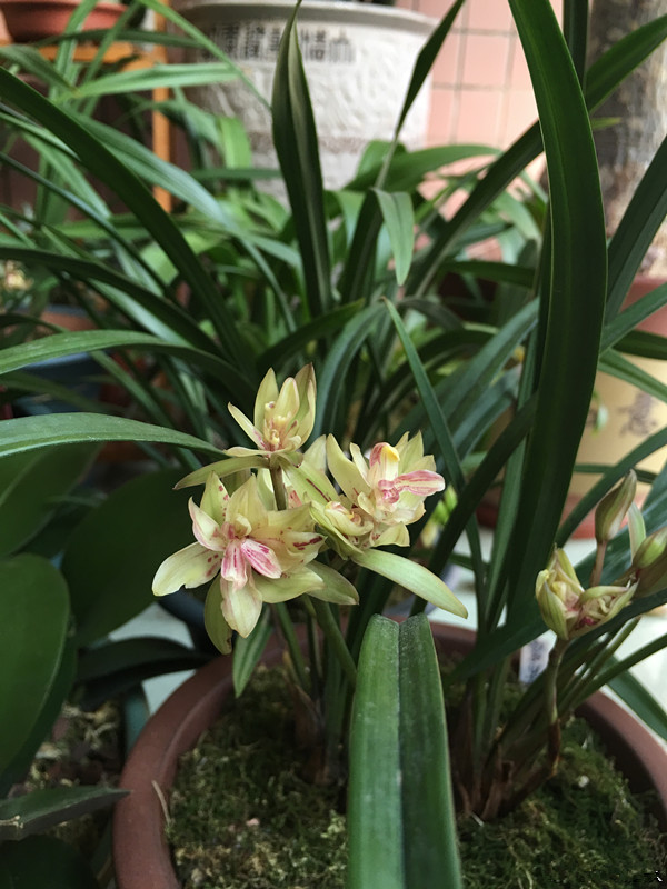 兰花必养经典品种介绍,哪些兰花香味浓郁适合新手养