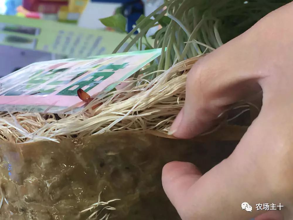 传统方法种菜也能致富的方法,纸上种菜怎么赚钱