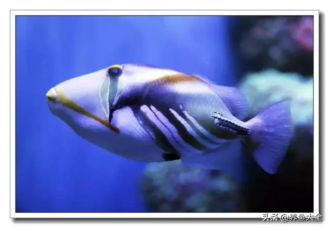 海水鱼饲养水质参数,海水鱼的饲养知识