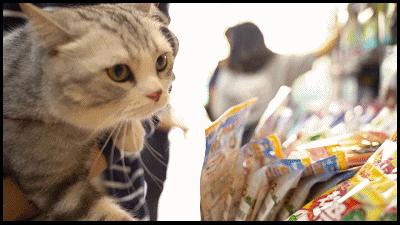 养宠物的哪个瞬间让你最崩溃,养宠物的24个扎心日常