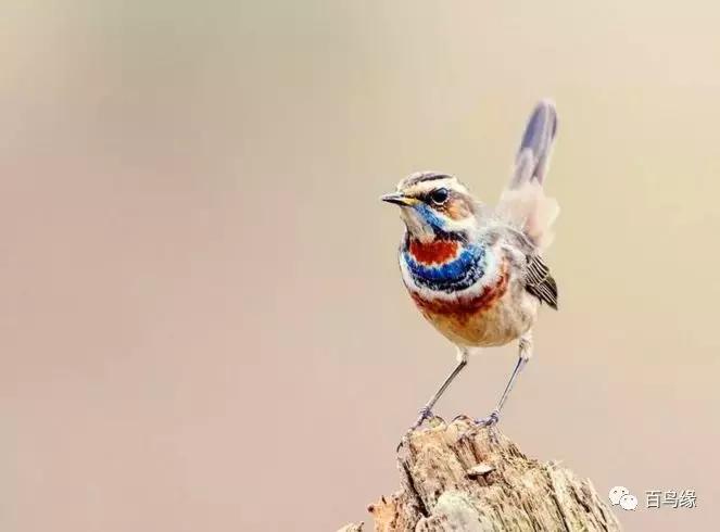 靛颏怎样快速上手,靛颏的十大忌讳