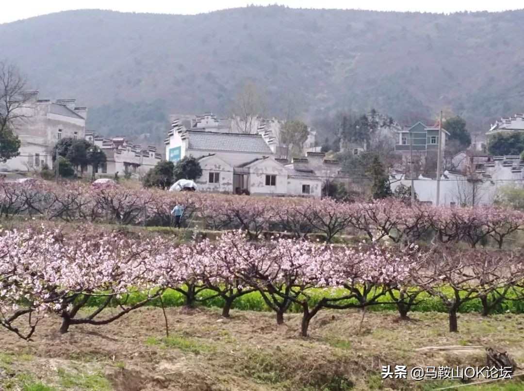 马鞍山滨江公园樱花开了吗,马鞍山雨山樱花