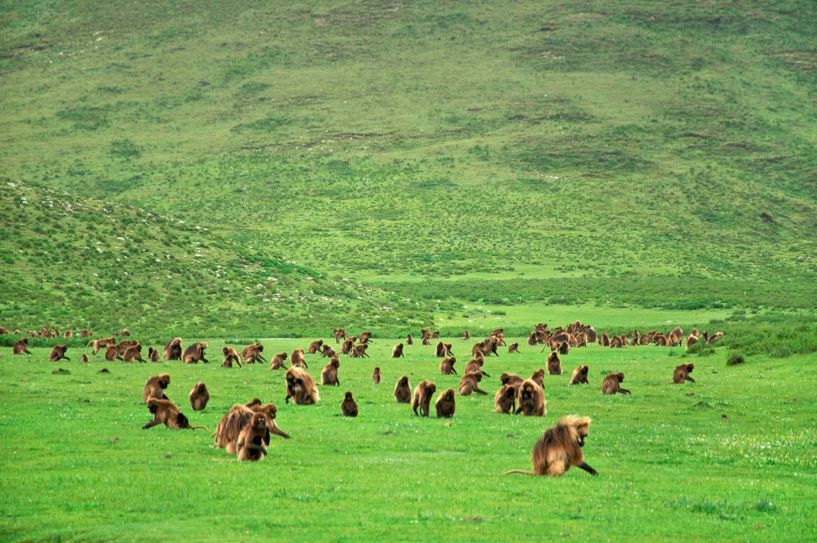 什么鸟代表了美好的象征,什么鸟有好处