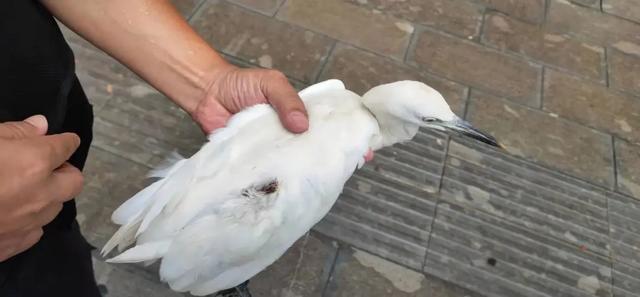 小鸟受伤怎么救治,小鸟受伤了怎么给自己治病