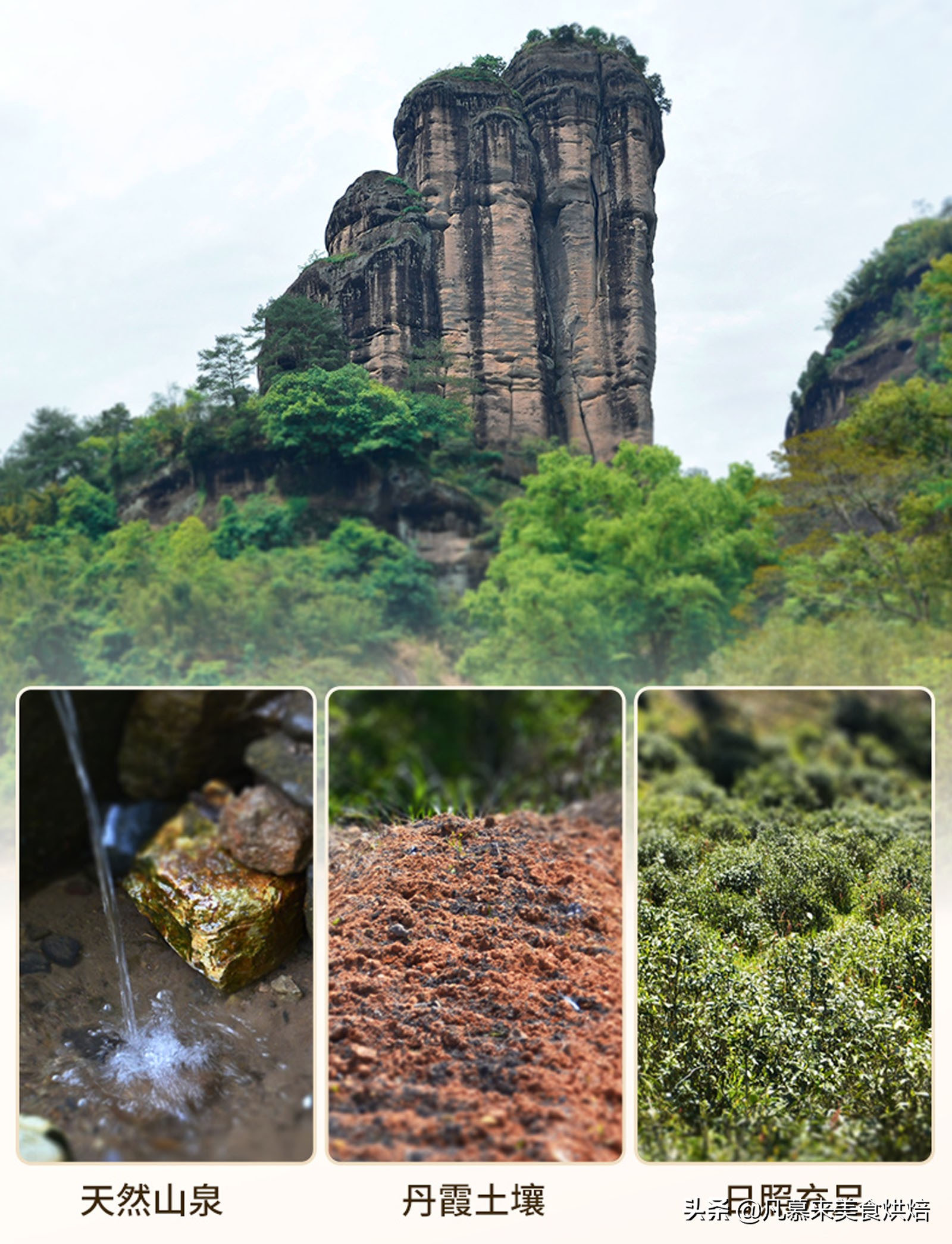 福建水仙茶是什么茶特点是什么,武夷水仙属于什么茶种类