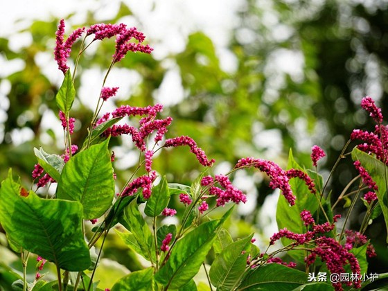 红蓼草做酒曲,没有老酒曲怎样用辣蓼草做酒曲